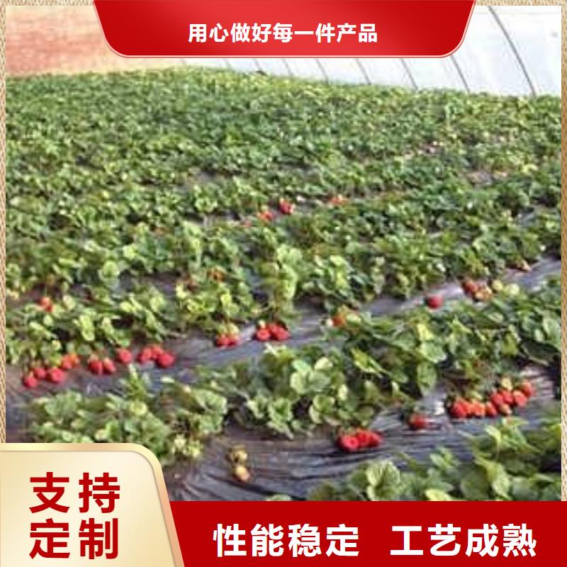 同城【兴海】草莓苗蓝莓苗价格低