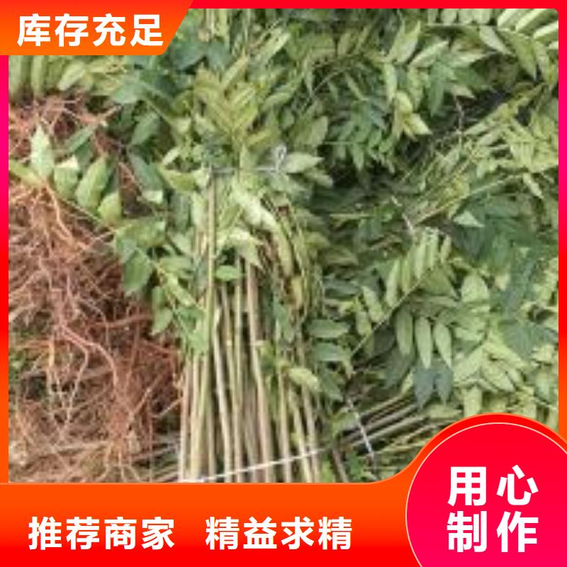 香椿苗蓝莓苗质优价保