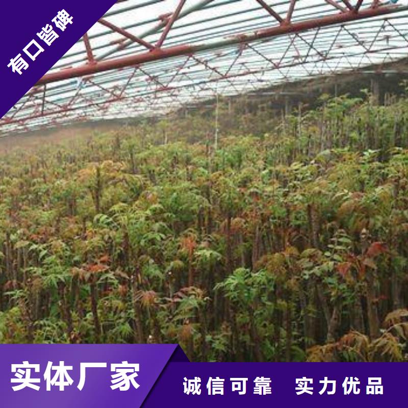 香椿苗蓝莓苗安心购