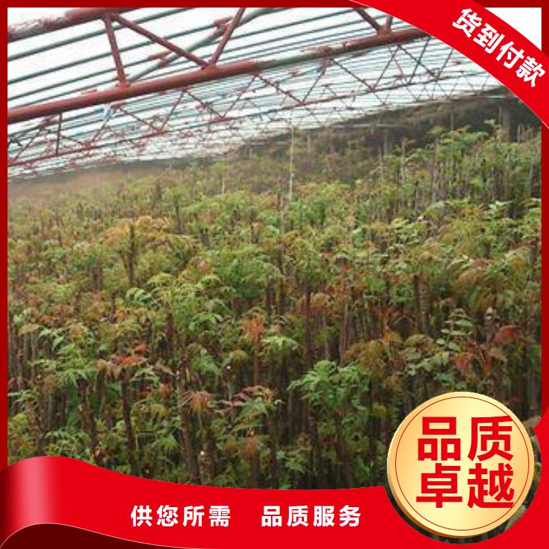 香椿苗蓝莓苗支持货到付清