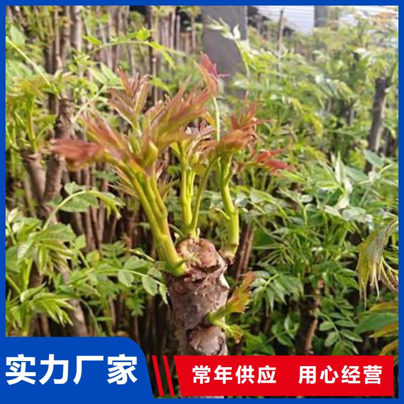 香椿苗核桃苗价格透明