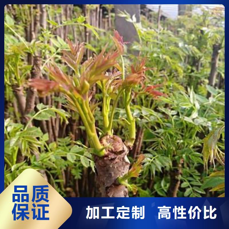 香椿苗核桃苗厂家直销售后完善