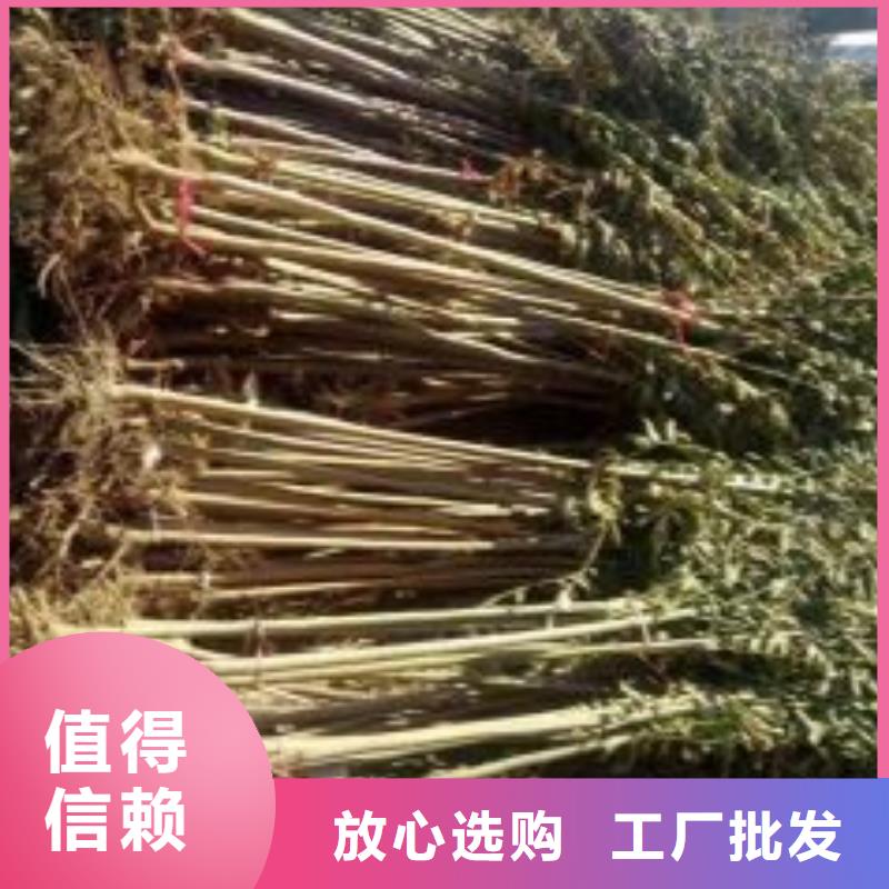 香椿苗,板栗苗现货实拍