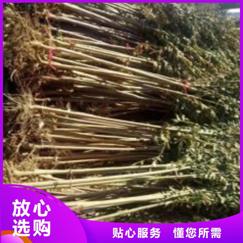 香椿苗山楂苗质检严格放心品质