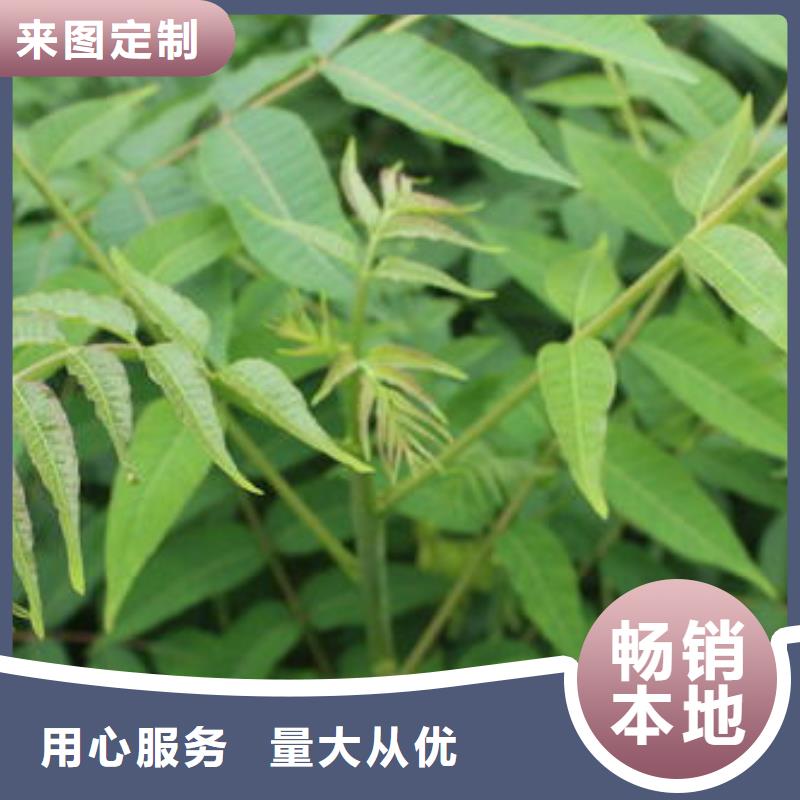 香椿苗蓝莓苗质优价保