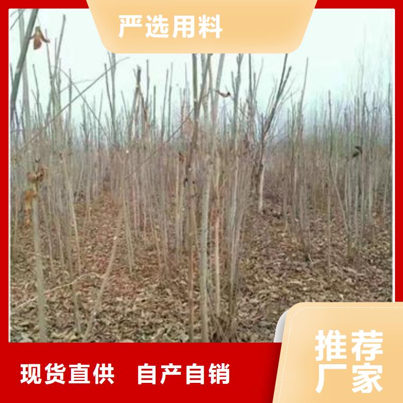香椿苗蓝莓苗质优价保