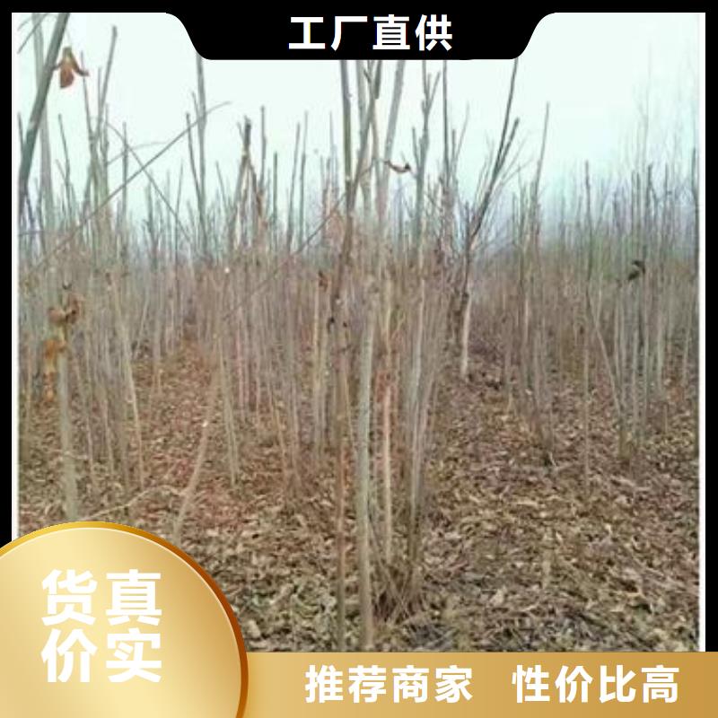 香椿苗花椒苗工厂直供