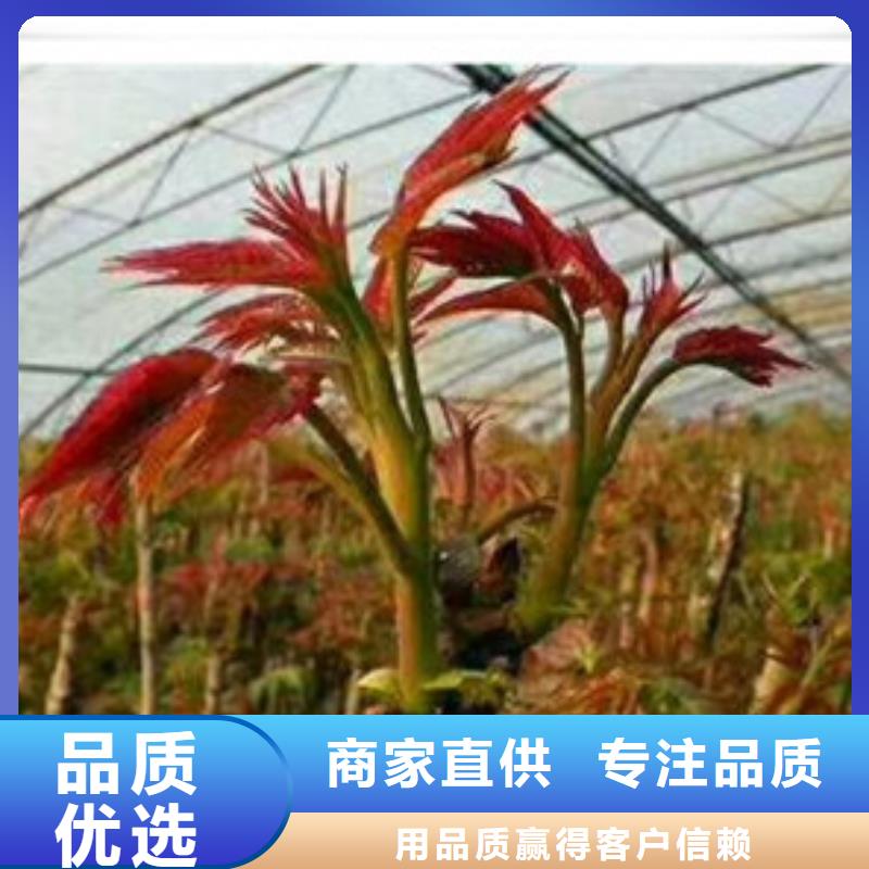 香椿苗板栗苗产品优势特点