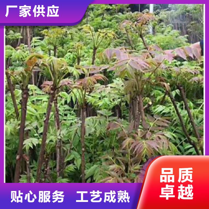 香椿苗蓝莓苗支持货到付清