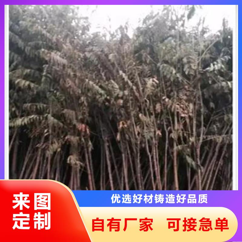 香椿苗花椒苗工厂直供