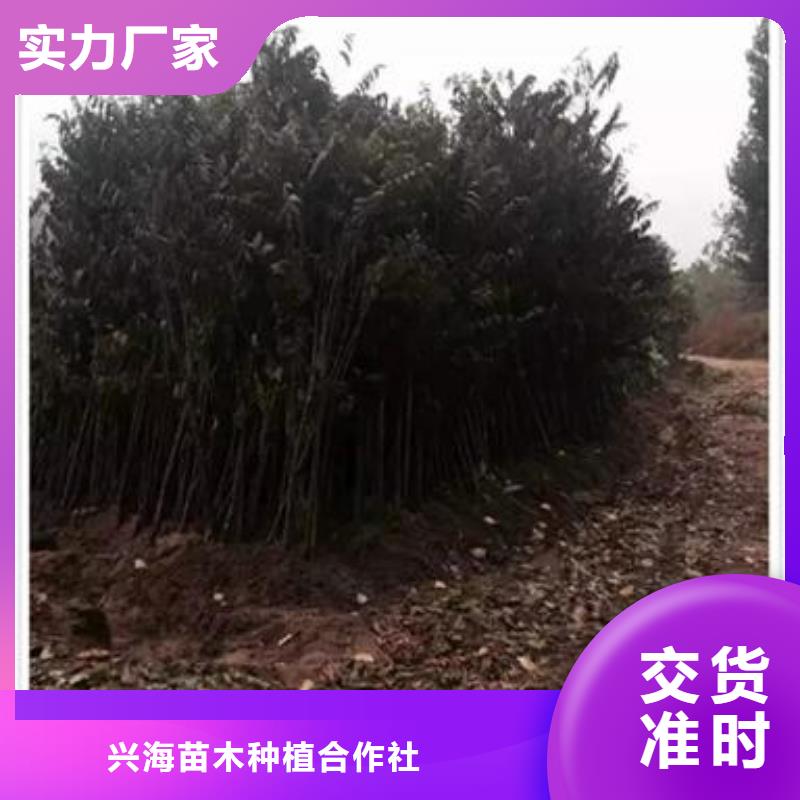 香椿苗梨树苗好产品放心购