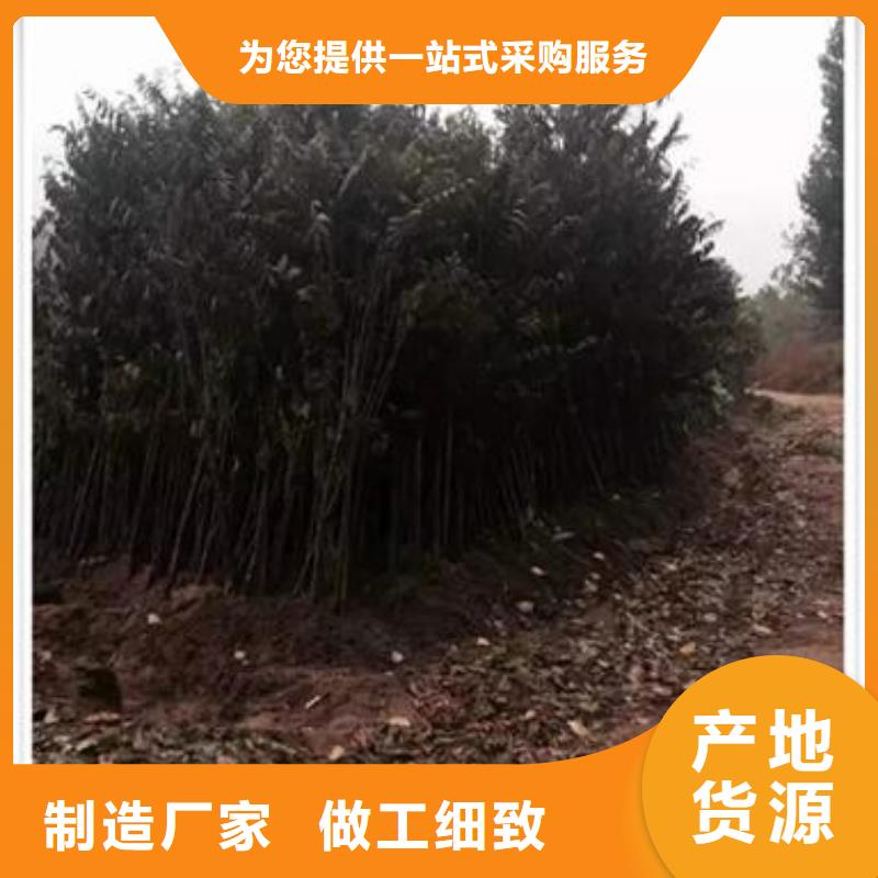 香椿苗花椒苗工厂直供