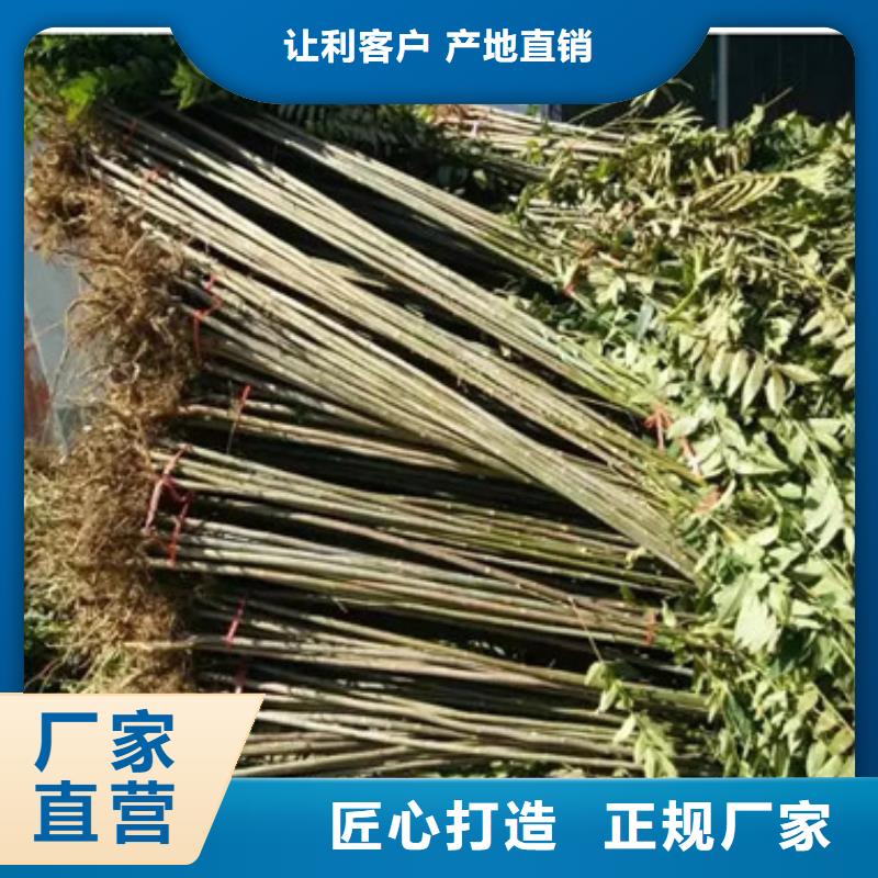香椿苗蓝莓苗质优价保