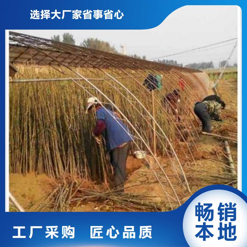 香椿苗,板栗苗现货实拍