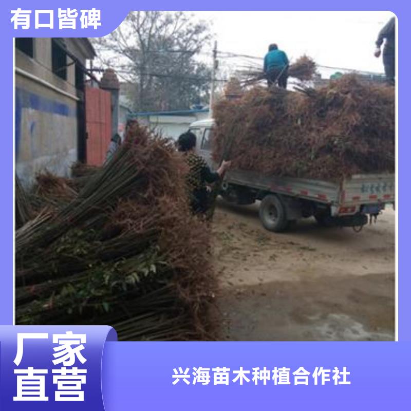 香椿苗蓝莓苗低价货源