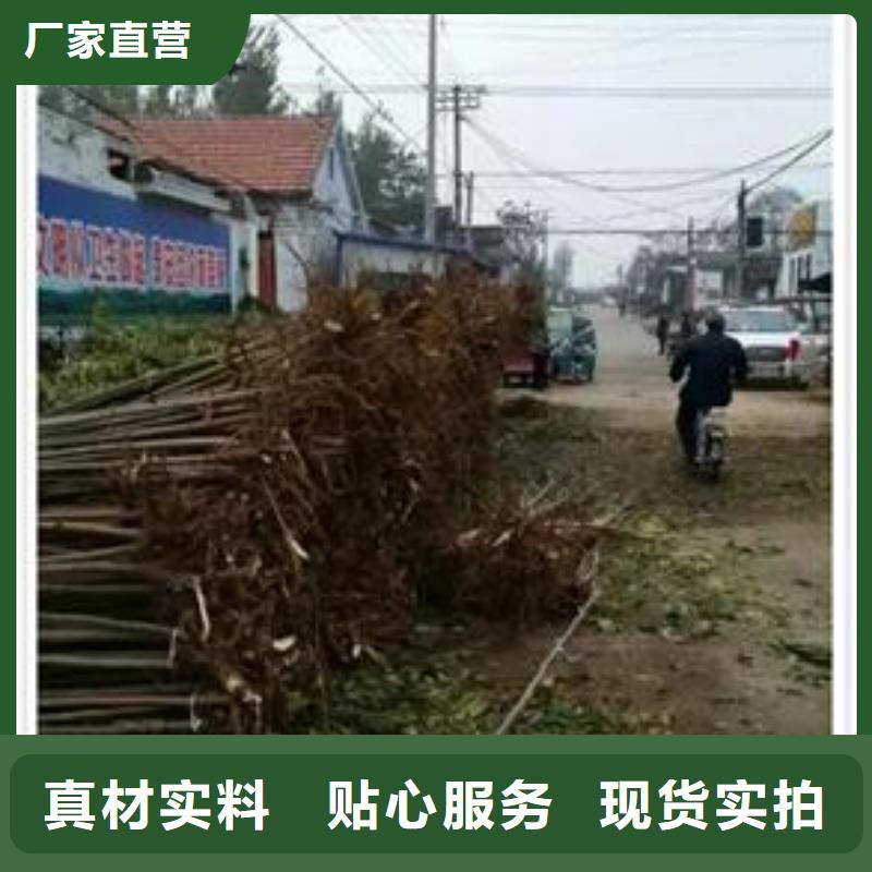 香椿苗蓝莓苗质优价保