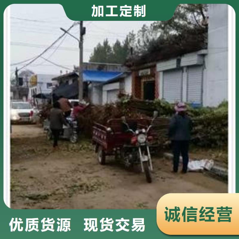 香椿苗蓝莓苗质优价保