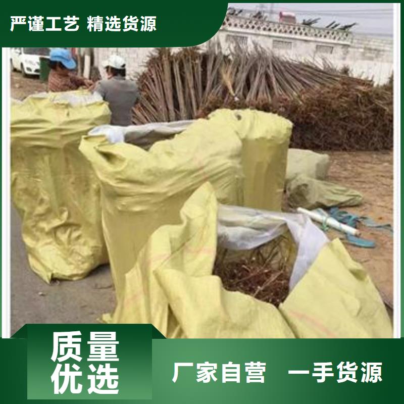 香椿苗蓝莓苗安心购