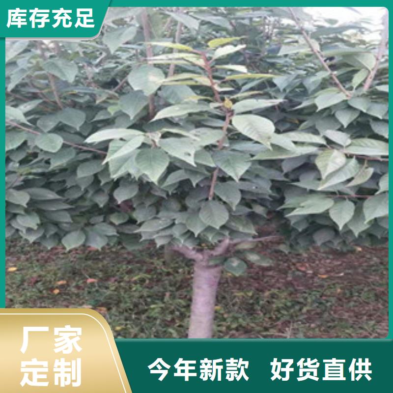 【樱花_蓝莓苗实力工厂】