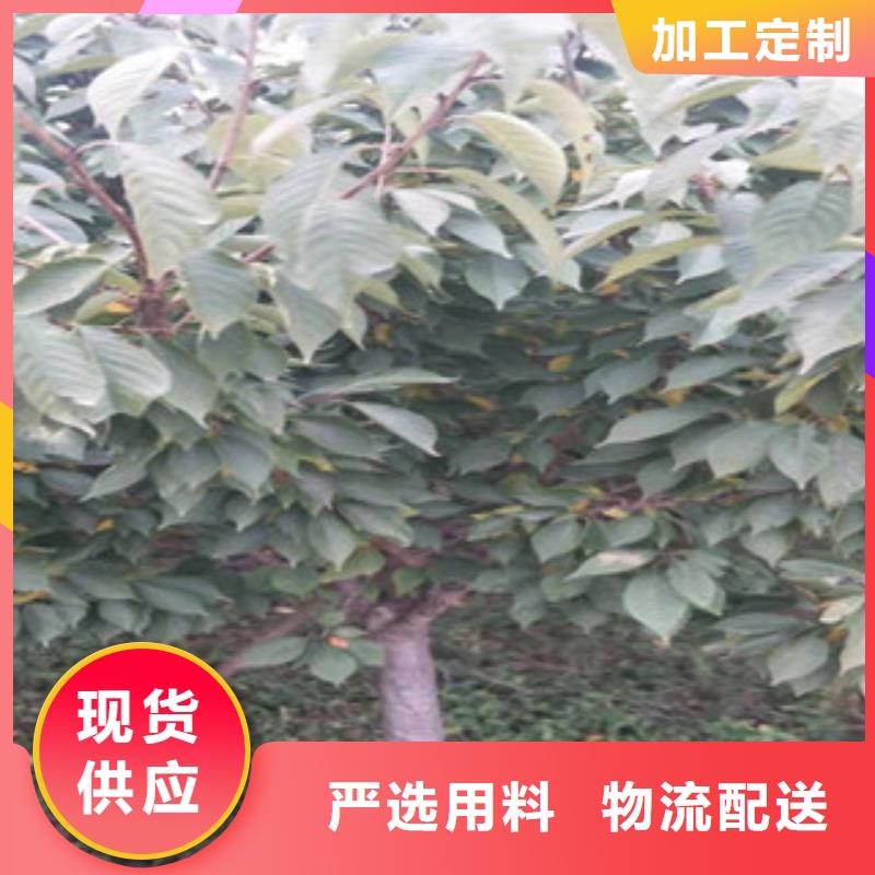 樱花蓝莓苗真正的源头厂家