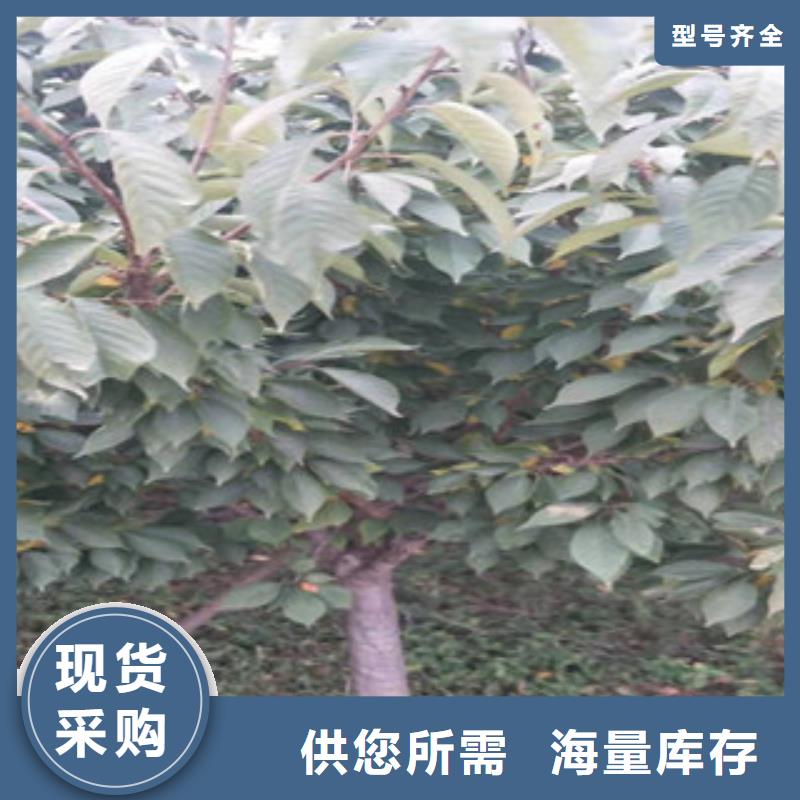 樱花樱桃苗匠心品质