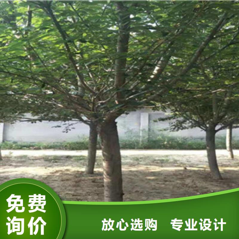 樱花占地果树支持拿样