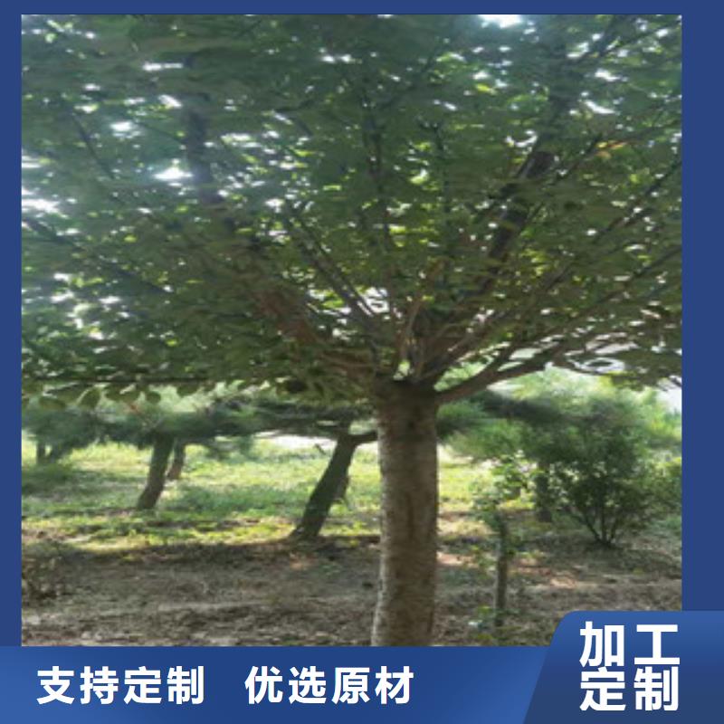 樱花占地果树工艺层层把关