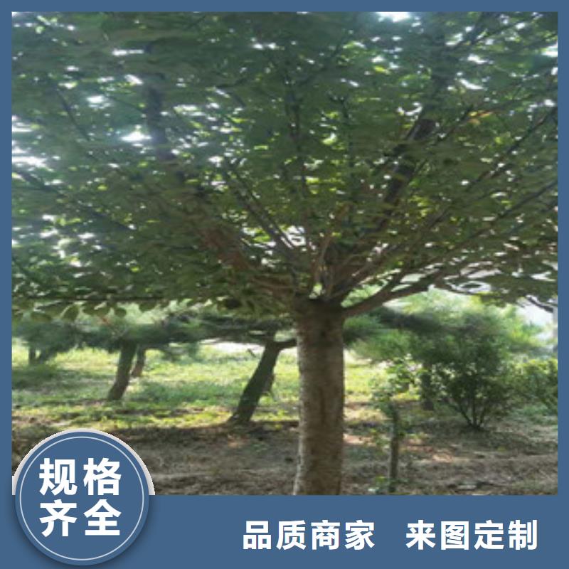 樱花【占地果树】精选优质材料