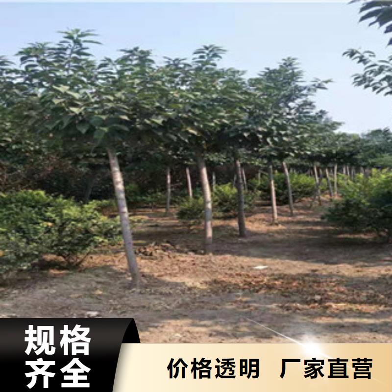 【樱花】绿化树绿化工程供应商