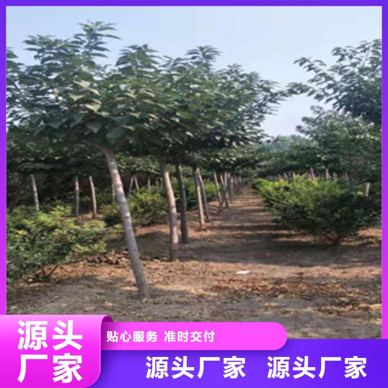 樱花占地果树量大从优