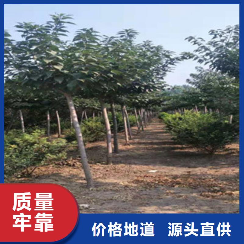 樱花【树莓苗】把实惠留给您