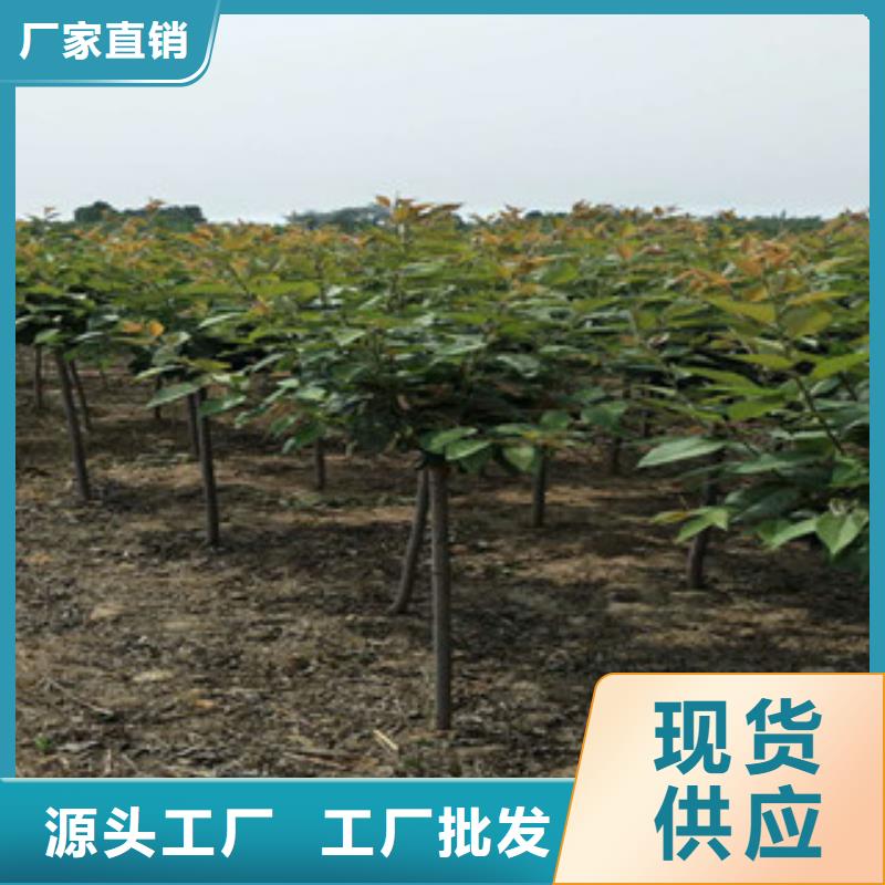 樱花_【核桃苗樱花苗长果桑树苗】性能稳定