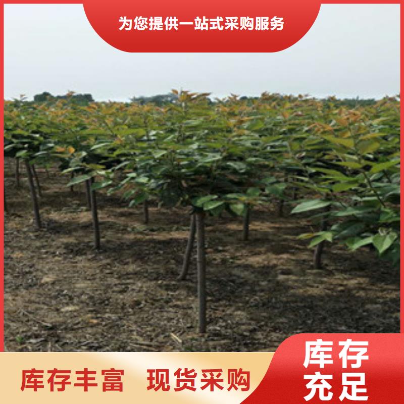 【樱花核桃苗樱花苗长果桑树苗可定制】