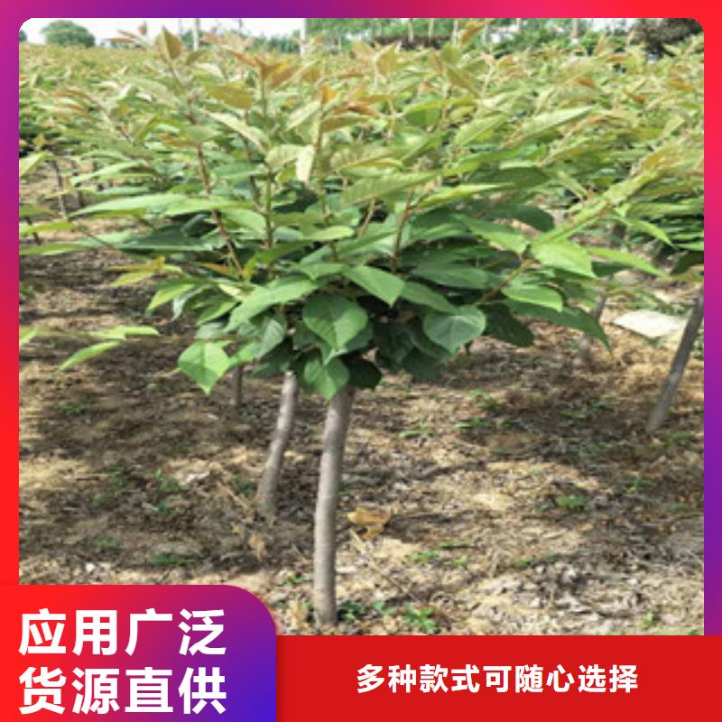 樱花樱桃苗产品性能