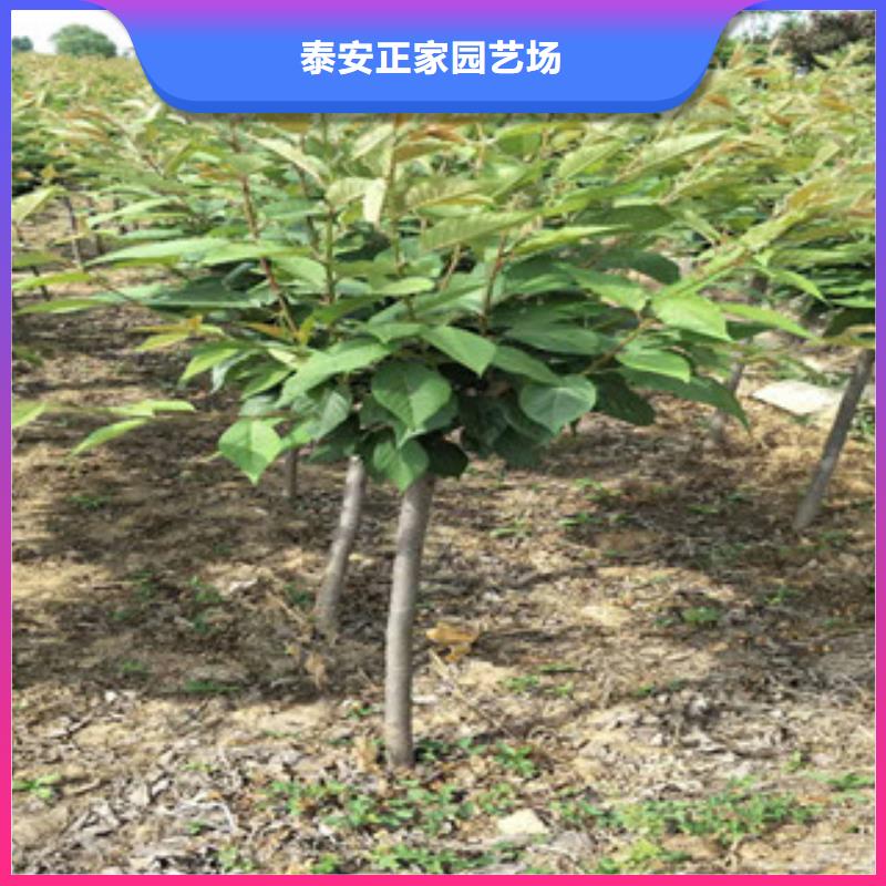 【樱花核桃苗樱花苗长果桑树苗可定制】