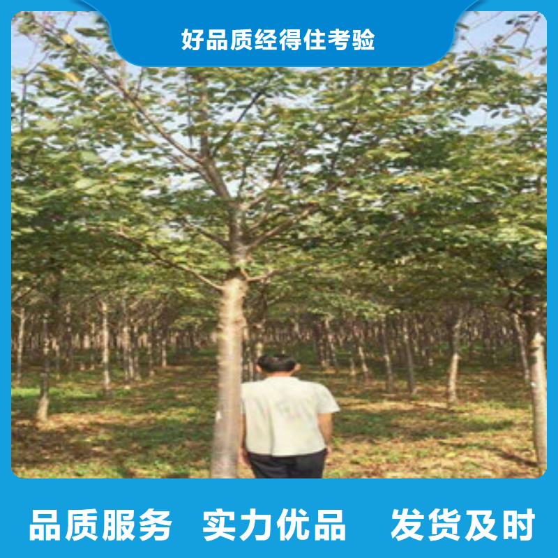樱花蓝莓苗自主研发