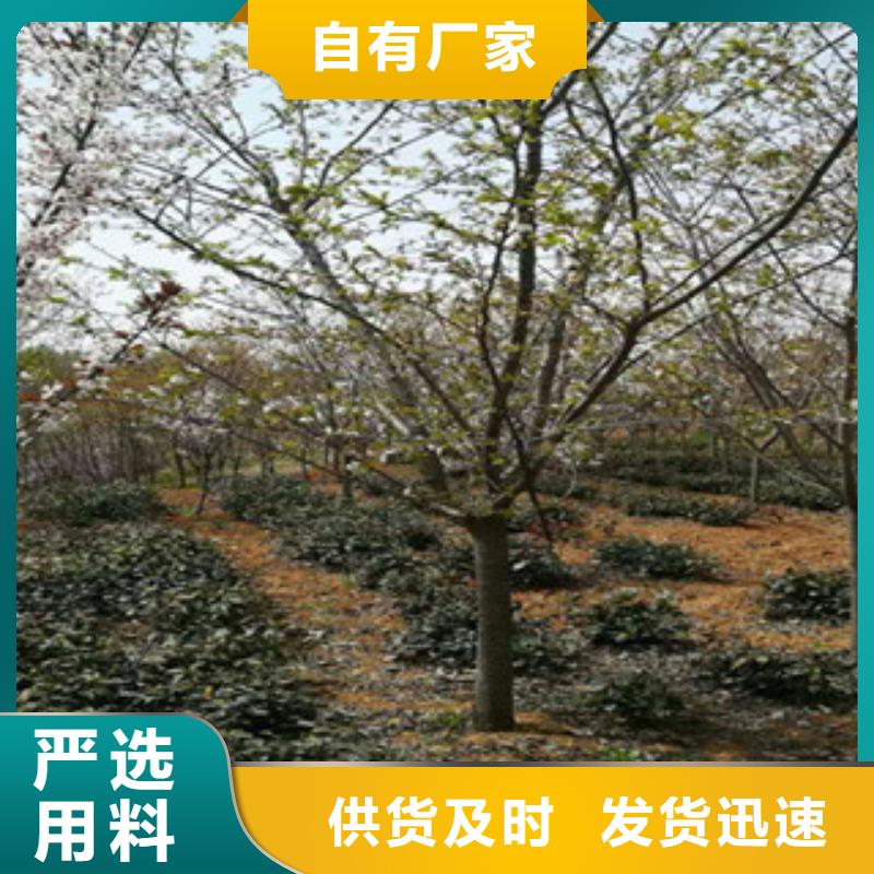 【樱花】占地果树当日价格