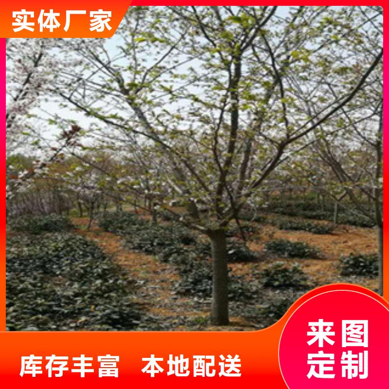 樱花,【核桃苗樱花苗长果桑树苗】支持定制贴心售后