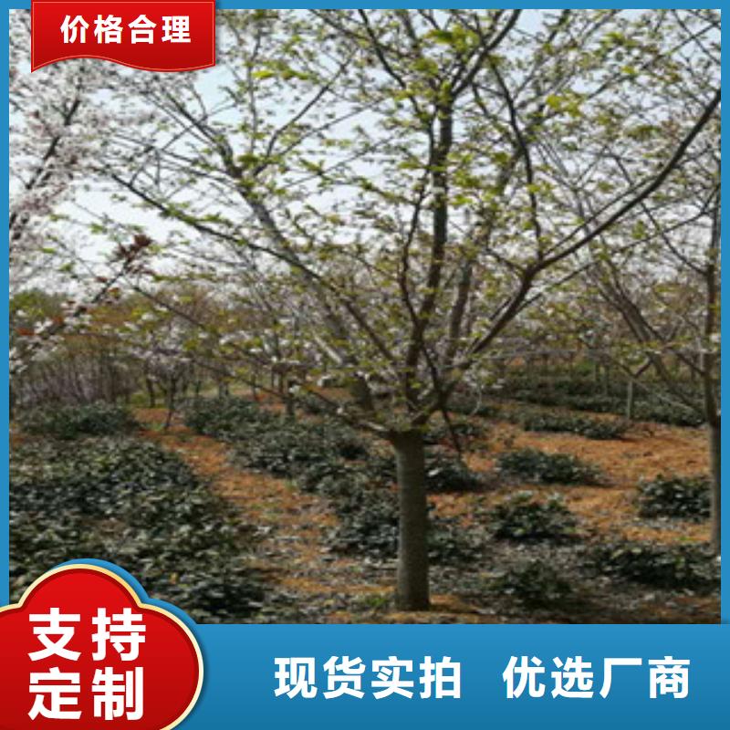 樱花占地果树厂家售后完善