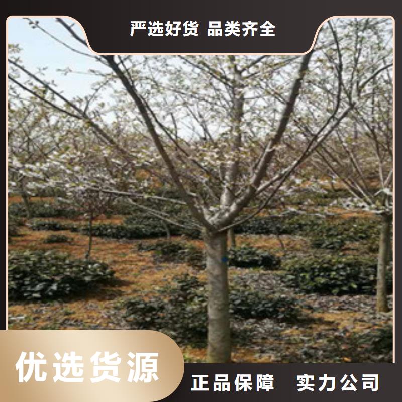 樱花【树莓苗】把实惠留给您