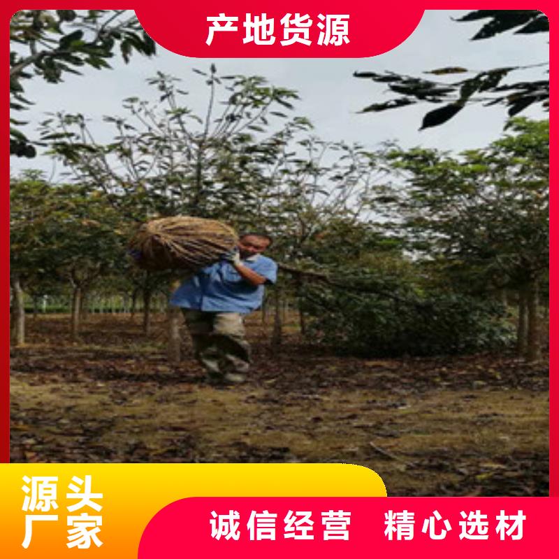 樱花占地果树把实惠留给您