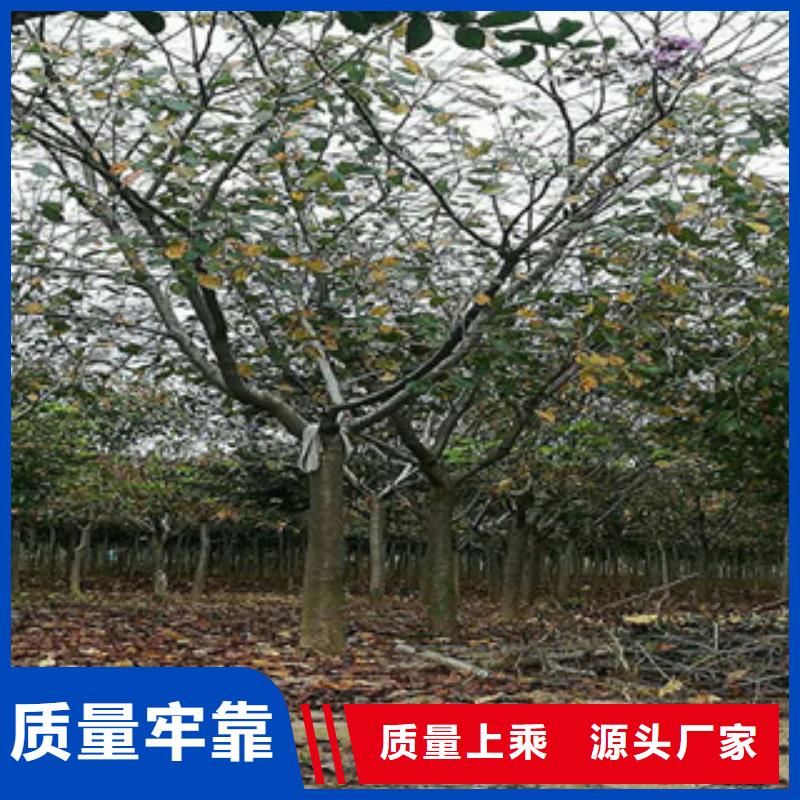 【樱花核桃苗樱花苗长果桑树苗本地厂家值得信赖】