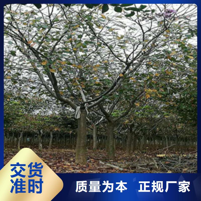 【樱花核桃苗樱花苗长果桑树苗可定制】