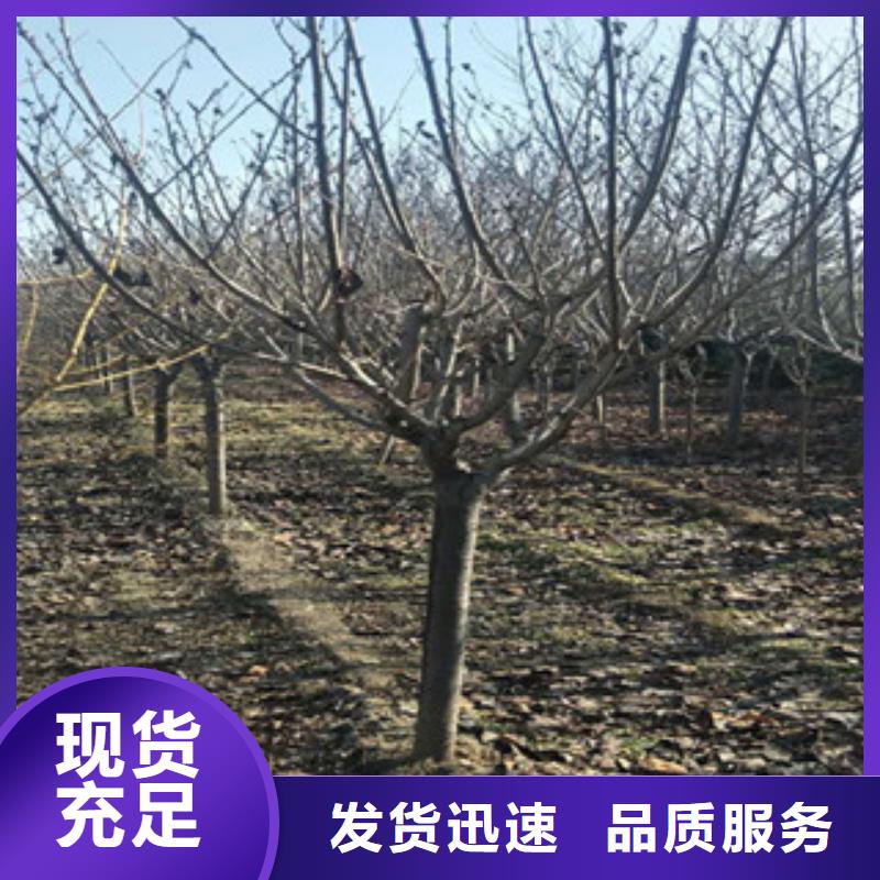 樱花【绿化树绿化工程】支持非标定制