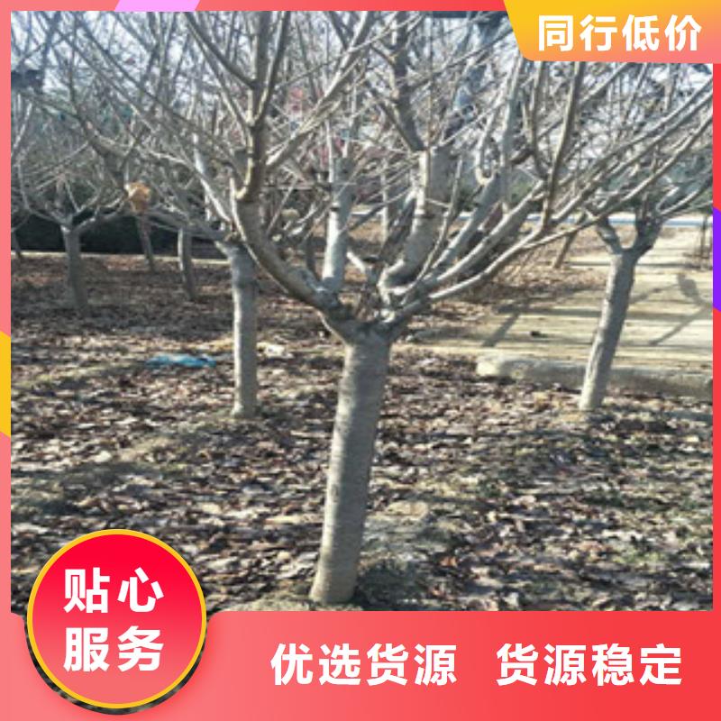 樱花【绿化树绿化工程】支持非标定制