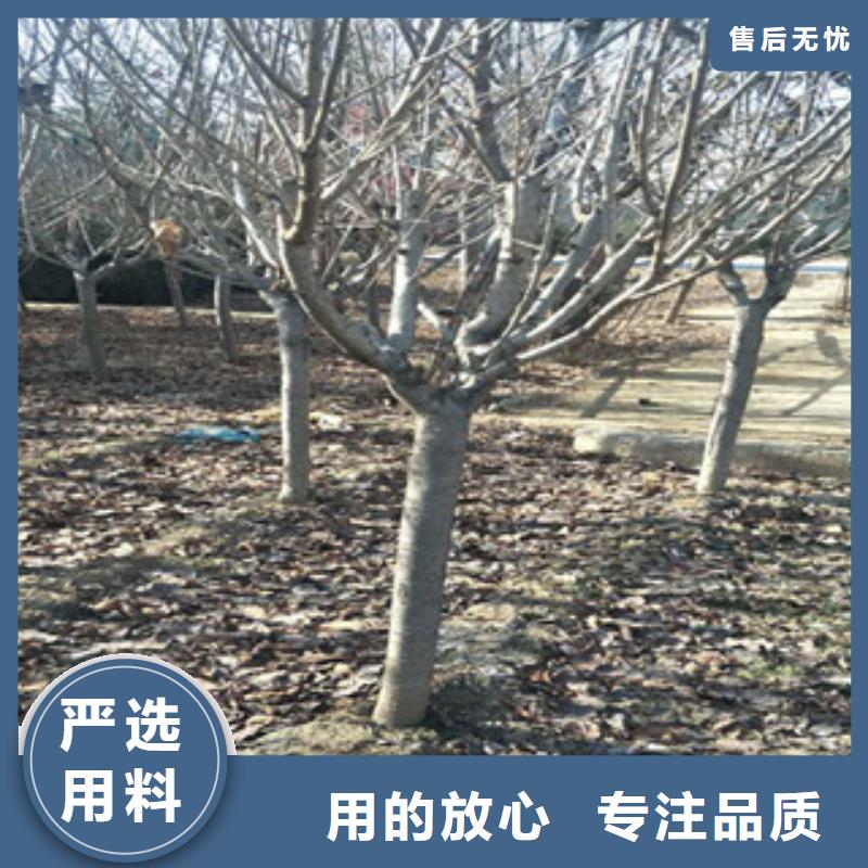 【樱花核桃苗樱花苗长果桑树苗本地厂家值得信赖】