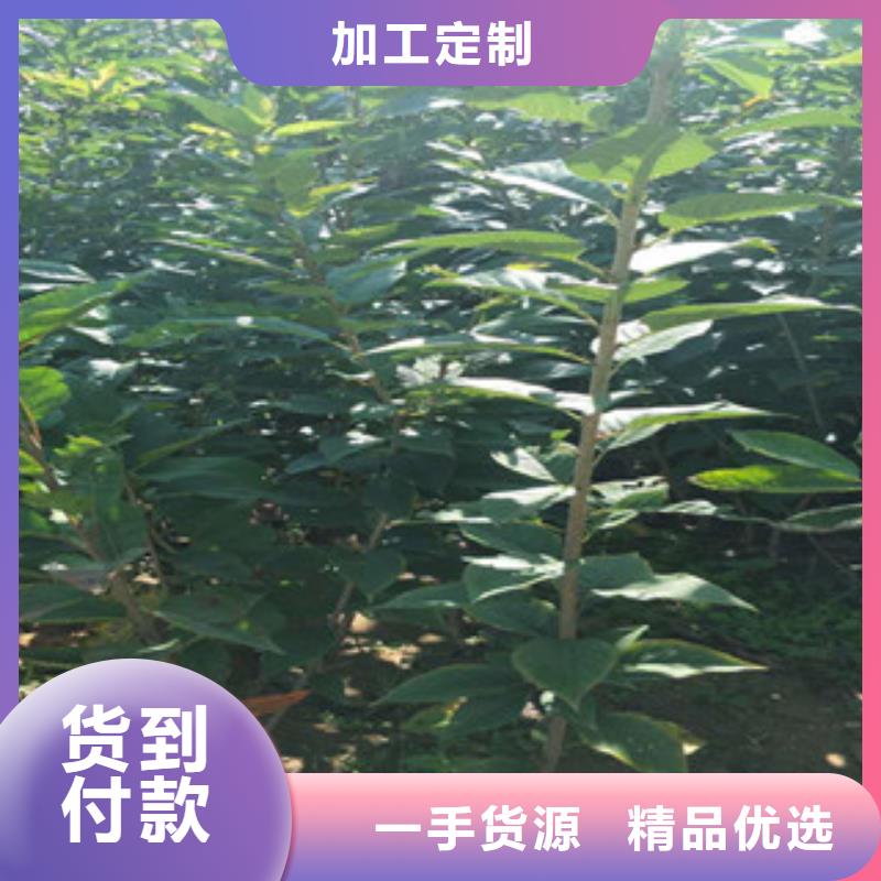 樱花【绿化树绿化工程】支持非标定制