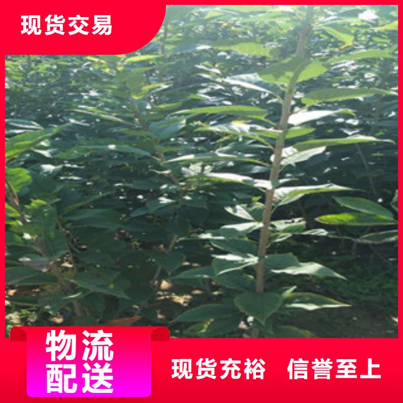 樱花占地果树品牌企业