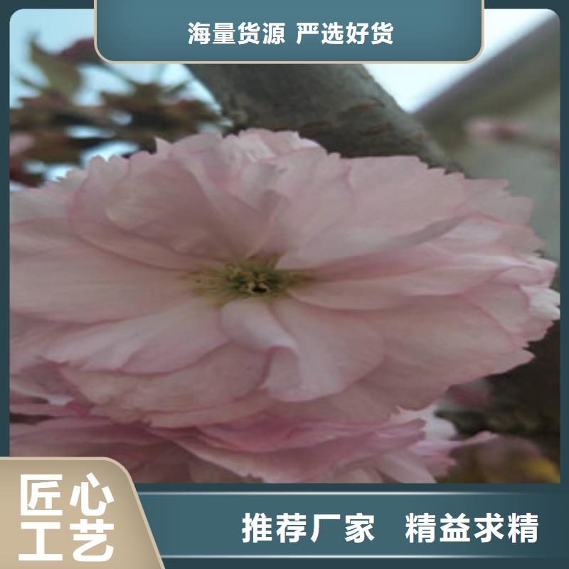 樱花_碧桃现货交易