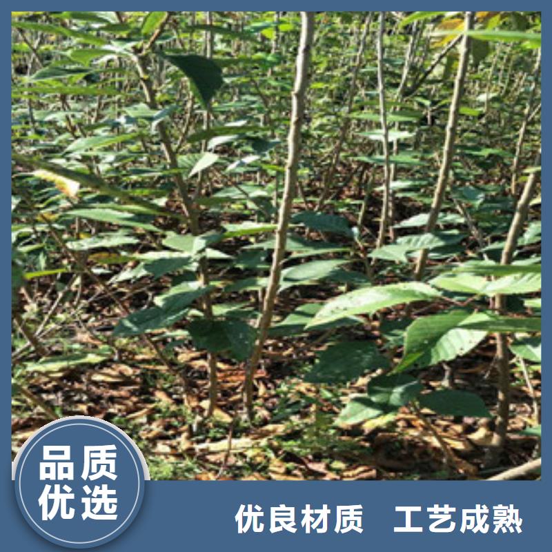 【樱花-核桃苗樱花苗长果桑树苗极速发货】